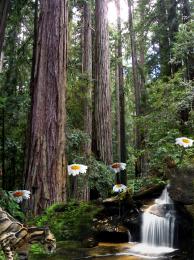 SequoiaDaisies